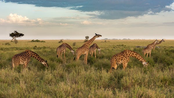 Masai Giraffes I