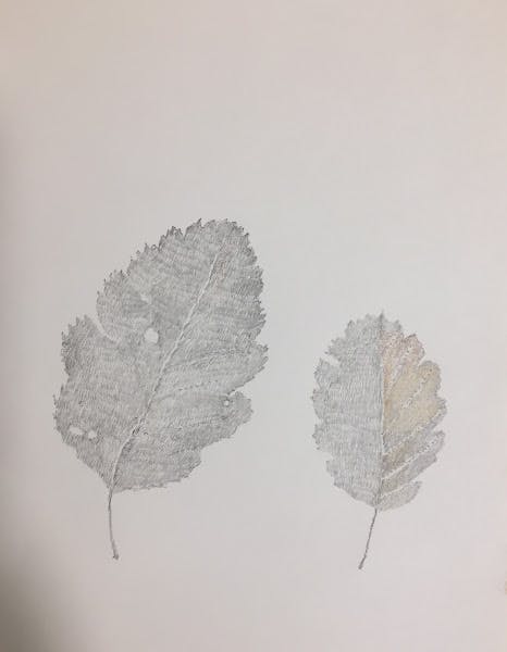 Leaf drawing #1. Bladtegning #1