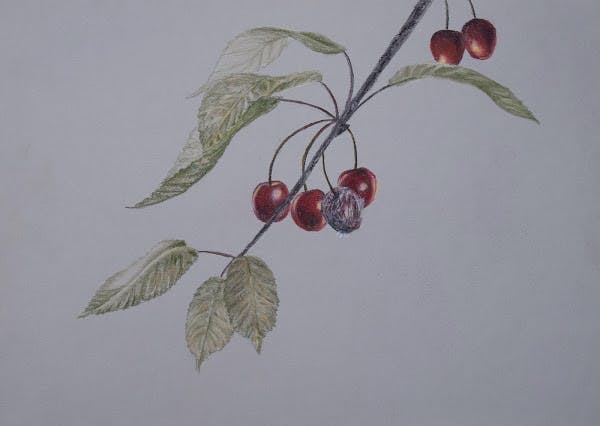 Cherries with Monilia