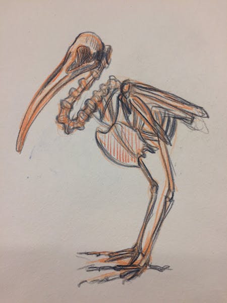 Bird with long beak