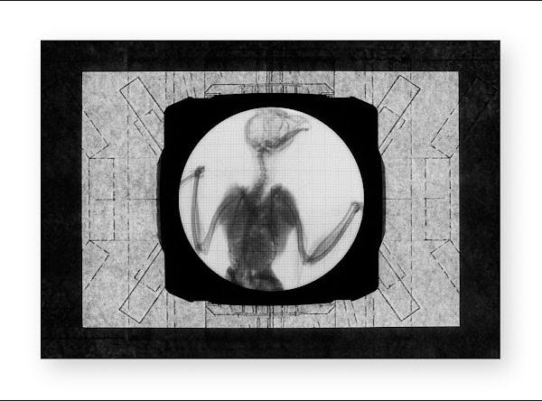 IOGFORSEG #09 - X-rayed Owl