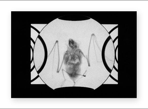 IOGFORSEG #10 - X-rayed Bat