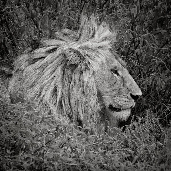 Løve #1 (Brølekatt/Panthera Leo)