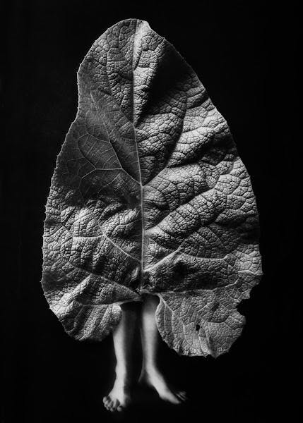Untitled (series Eight Dark Dreams of Green Leaves)